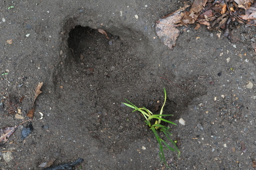Rat photographed near here on 2026-04-02