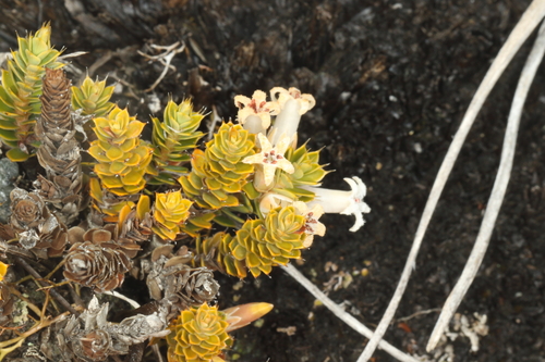 Patotara (Styphelia nesophila)