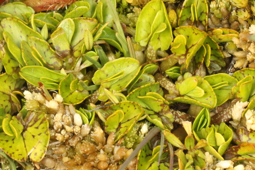 White Caltha (Caltha obtusa)