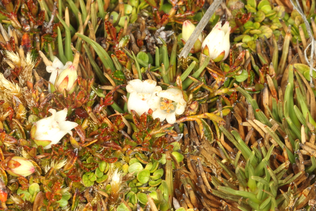 Gaultheria parvula; photograph (c) Jacob Littlejohn, some rights reserved (CC BY-SA)