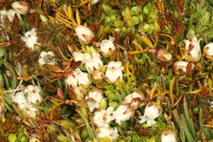 (c) Jacob Littlejohn, some rights reserved (CC BY-SA) Gaultheria parvula, photograph (c) Jacob Littlejohn, some rights reserved (CC BY-SA)