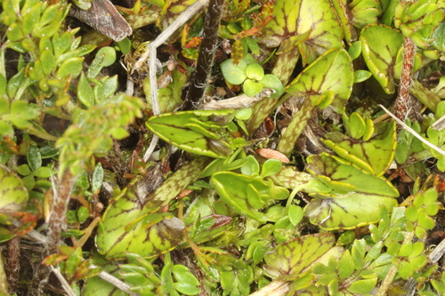 Caltha obtusa, photograph 1