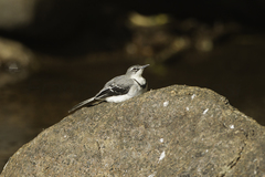 Mountain Wagtail photo 3
