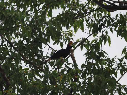 Rhinoceros Hornbill