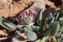 Anthyllis vulneraria saharae