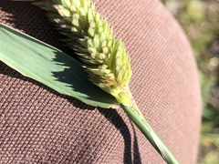 Phalaris californica