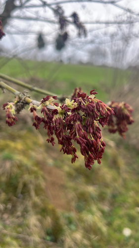 box elder