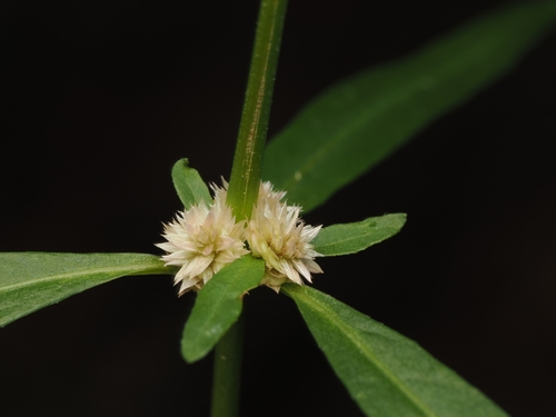Nahui (Alternanthera nahui)