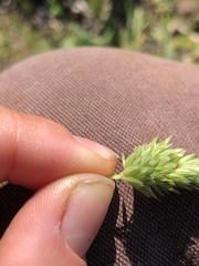 Phalaris californica