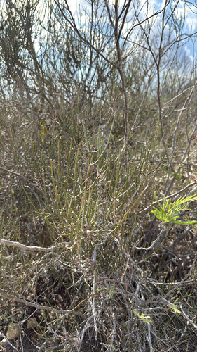 Clapweed (Ephedra antisyphilitica)