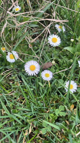 Lawn daisy
