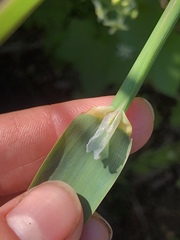 Phalaris californica