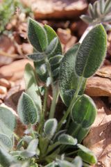 Anthyllis vulneraria saharae