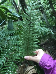 Cyathea rebeccae