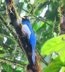 Trogon comptus