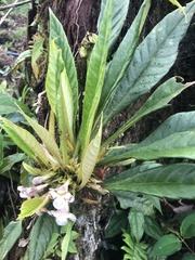 Trichodrymonia aurea