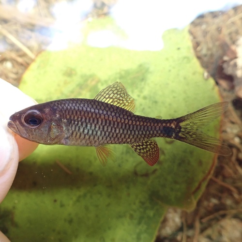 Sailfin tetra (Crenuchus spilurus) — Crenuchidae