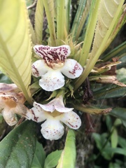 Trichodrymonia aurea