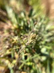 Castilleja attenuata
