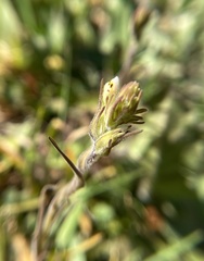 Castilleja attenuata