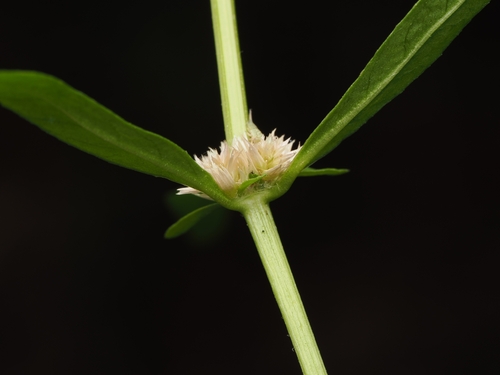 Alternanthera nahui, photograph 5