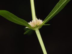 (c) Angus Campbell, some rights reserved (CC BY) Alternanthera nahui, photograph (c) Angus Campbell, some rights reserved (CC BY)