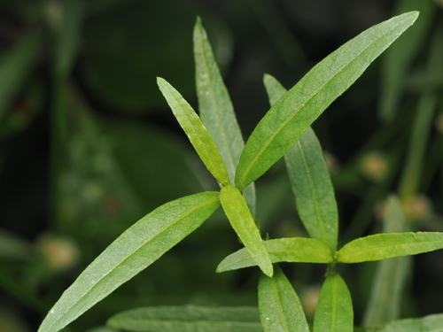 Alternanthera nahui, photograph 6