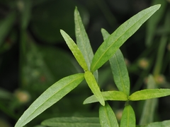 Alternanthera nahui, photograph (c) Angus Campbell, some rights reserved (CC BY)