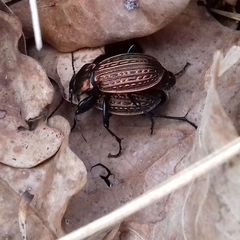 Carabus ulrichii