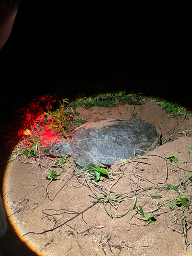 Chelonia mydas observed 2025-07-17