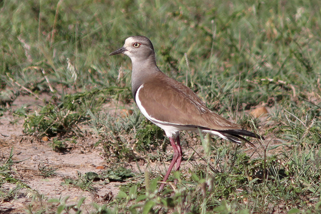 Black-winged Lapwing