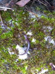 Plethodon dorsalis