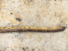 Atractus major