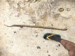 Atractus major