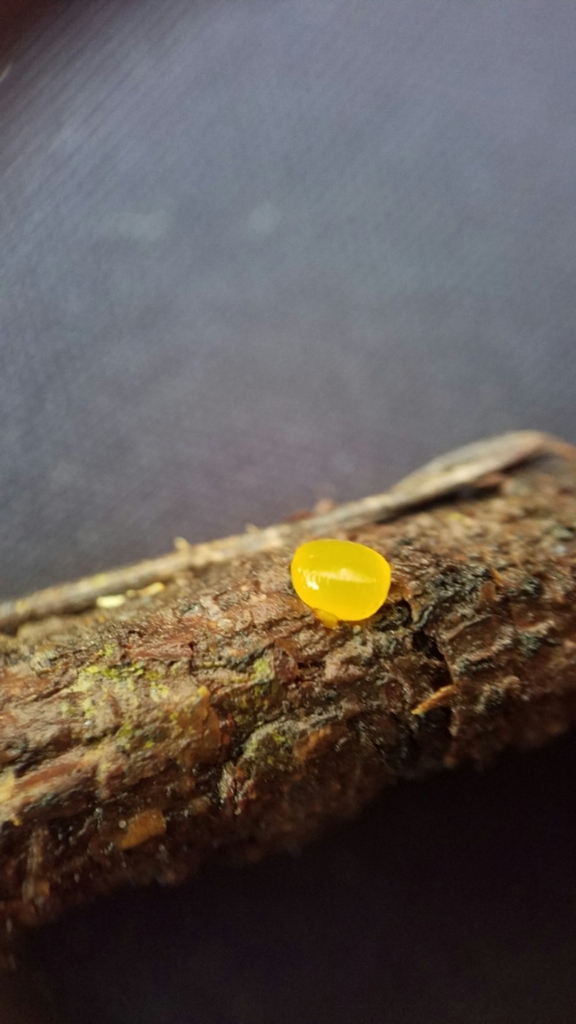 Dacrymyces chrysocomus