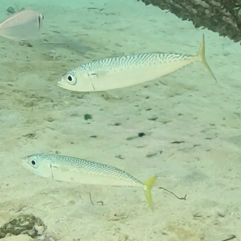 Blue mackerel (placeholder photo)