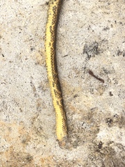 Atractus major