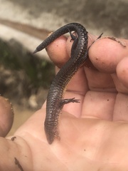 Boulenger's Largescale Lizard photo 3