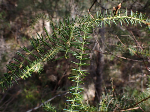 Prickly moses (Acacia verticillata)