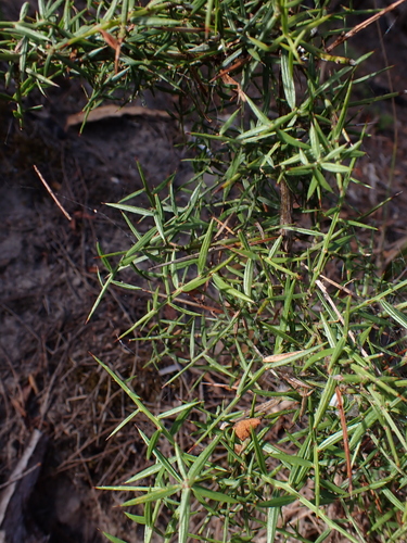 gorse bitter pea (Daviesia ulicifolia)
