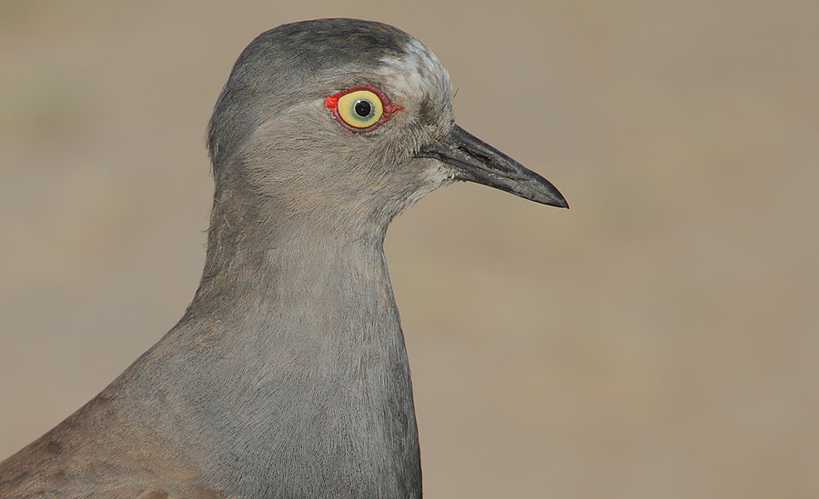 Black-Winged Lapwing