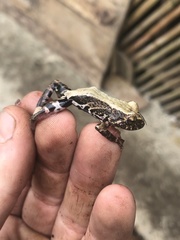 Pristimantis ventrimarmoratus