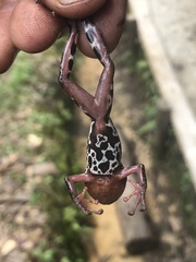 Pristimantis ventrimarmoratus