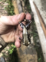 Pristimantis ventrimarmoratus