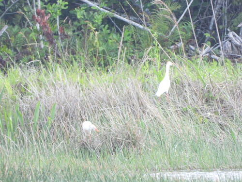 iNaturalist: (c) Joshua Almansa, some rights reserved (CC BY-NC), uploaded by Joshua Almansa iNaturalist image