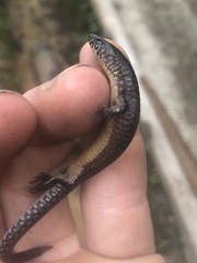 Boulenger's Largescale Lizard photo 2
