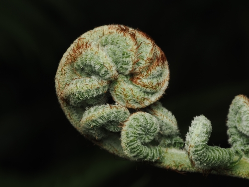 Sphaeropteris cooperi