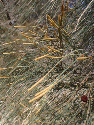 Drooping She-oak (Allocasuarina verticillata)