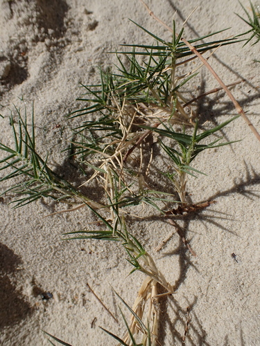 Distichlis distichophylla, photograph 5