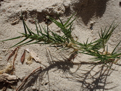 Distichlis distichophylla, photograph author not stated, no rights reserved